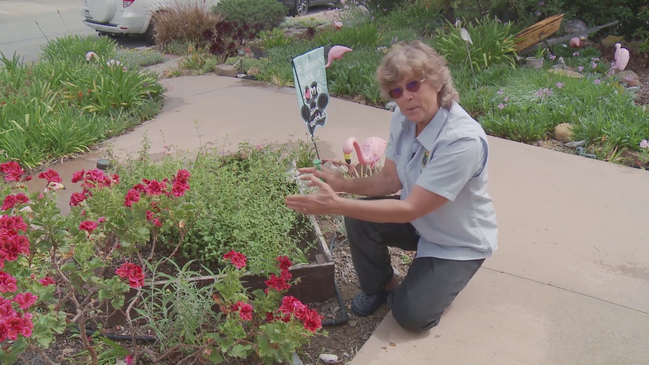 Microspray vs Drip Irrigation