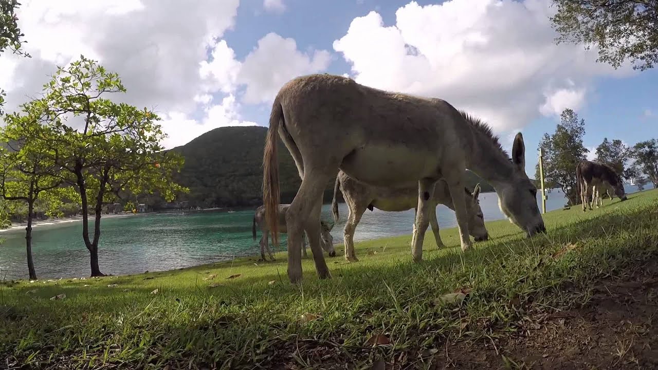 donkey3