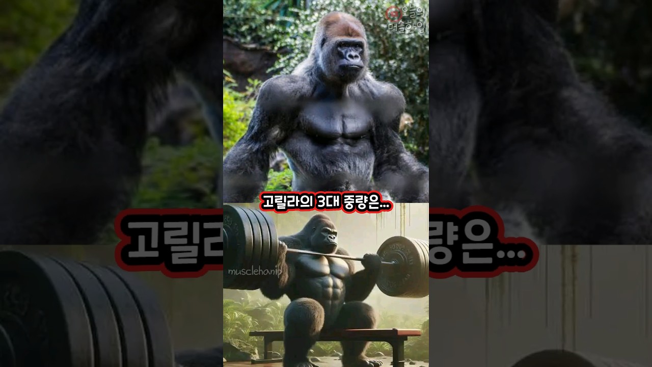 와ㅆ.. 고릴라 3대 중량 개미쳤네!?ㄷㄷ