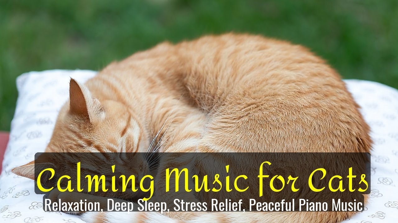LIVE Calm Kitten Sleeping Soundly 😴 | Season 25