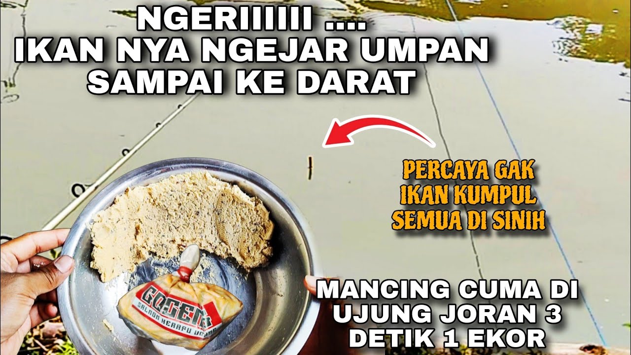 INI UMPAN KEMANAPUN DI SAMPERIN IKAN TERUS... BIKIN GELENG GELENG KEPALA // RACIKAN IKAN MAS DADAKAN