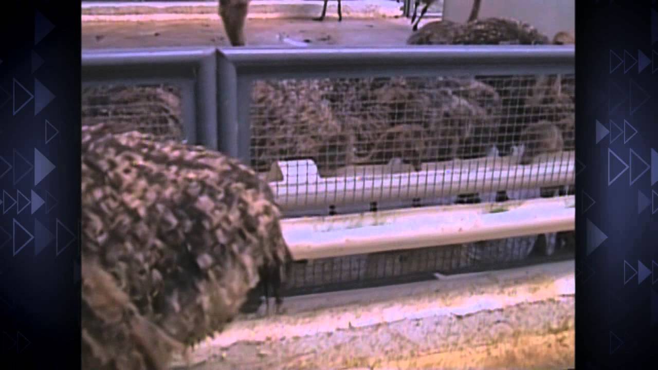 Goulart de Andrade acompanha a criação de Avestruzes.