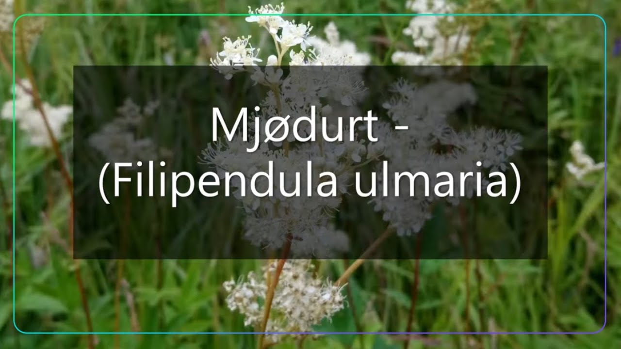 Mj&oslash;durt