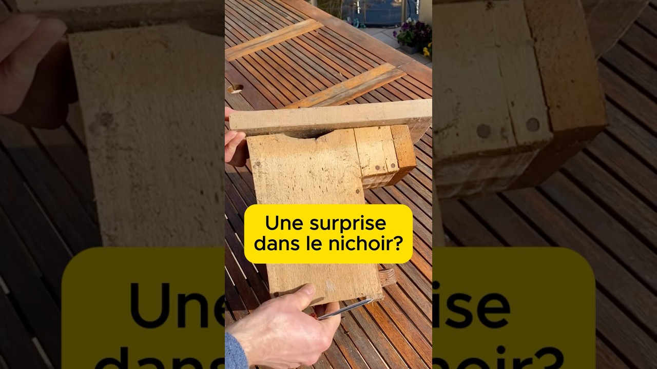 Une surprise en vidant le nichoir à mésanges? 