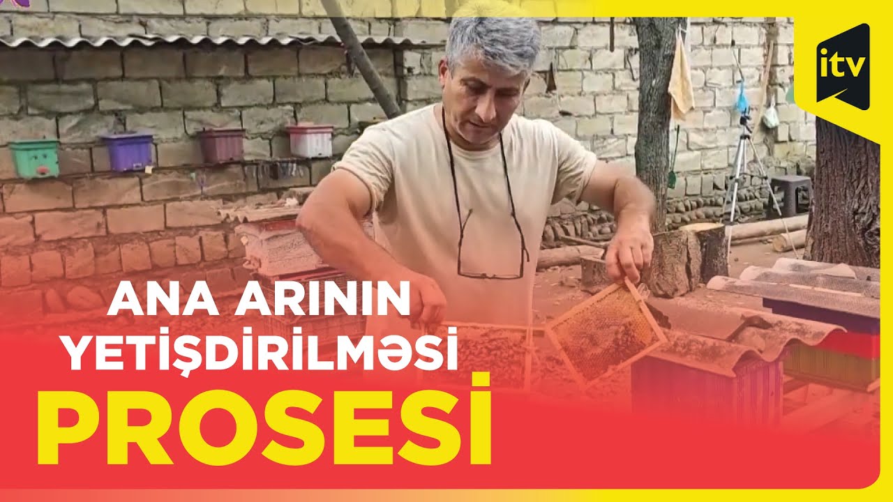 Lənkəranda arıçılıq təsərrüfatı necə inkişaf edir?