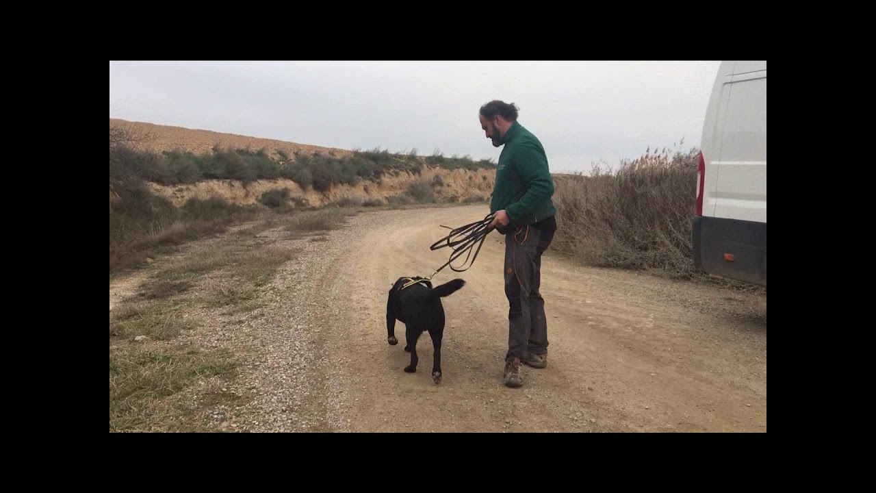 Mantrailing K9 Rodri  - High Find (The Kocher Method)