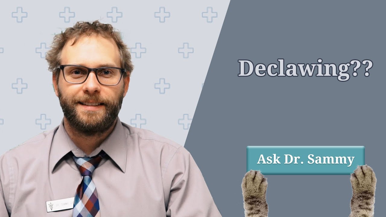Pros & Cons of Declawing Your Cat | Eastwood Animal Clinic