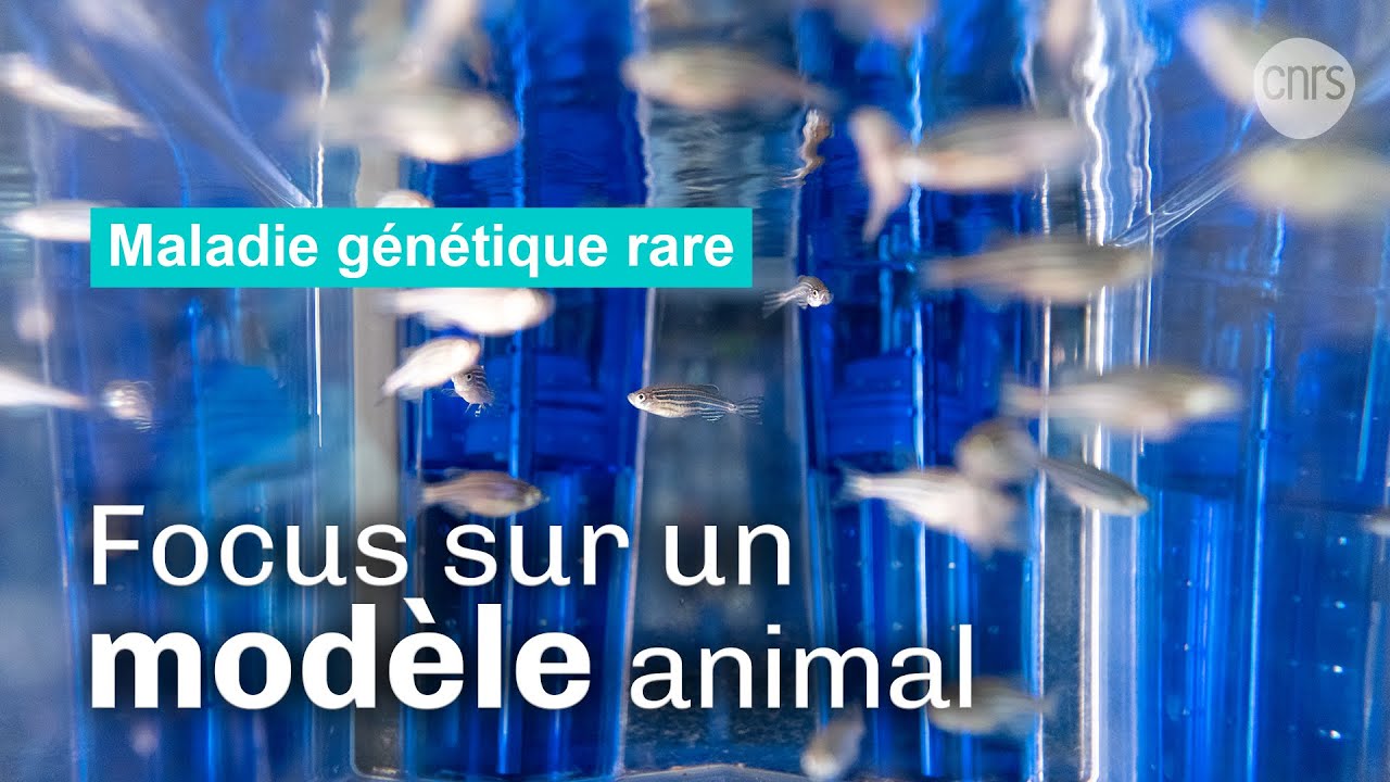 Le poisson zèbre : modèle clé pour l’étude des maladies musculaires