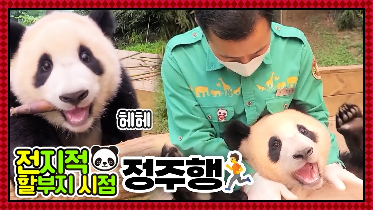 [전지적 할부지 시점 : 정주행] ep.112 아기 뚠빵이 시절부터 푸린세스가 되기까지! 전할시 몰아보기🐼 │ Panda World