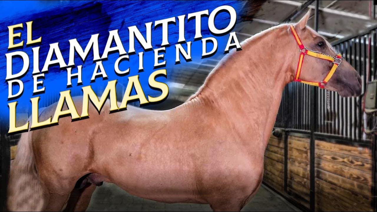Chuy Lizárraga - El Vlog - Caballo AG Palomo - Hacienda Llamas