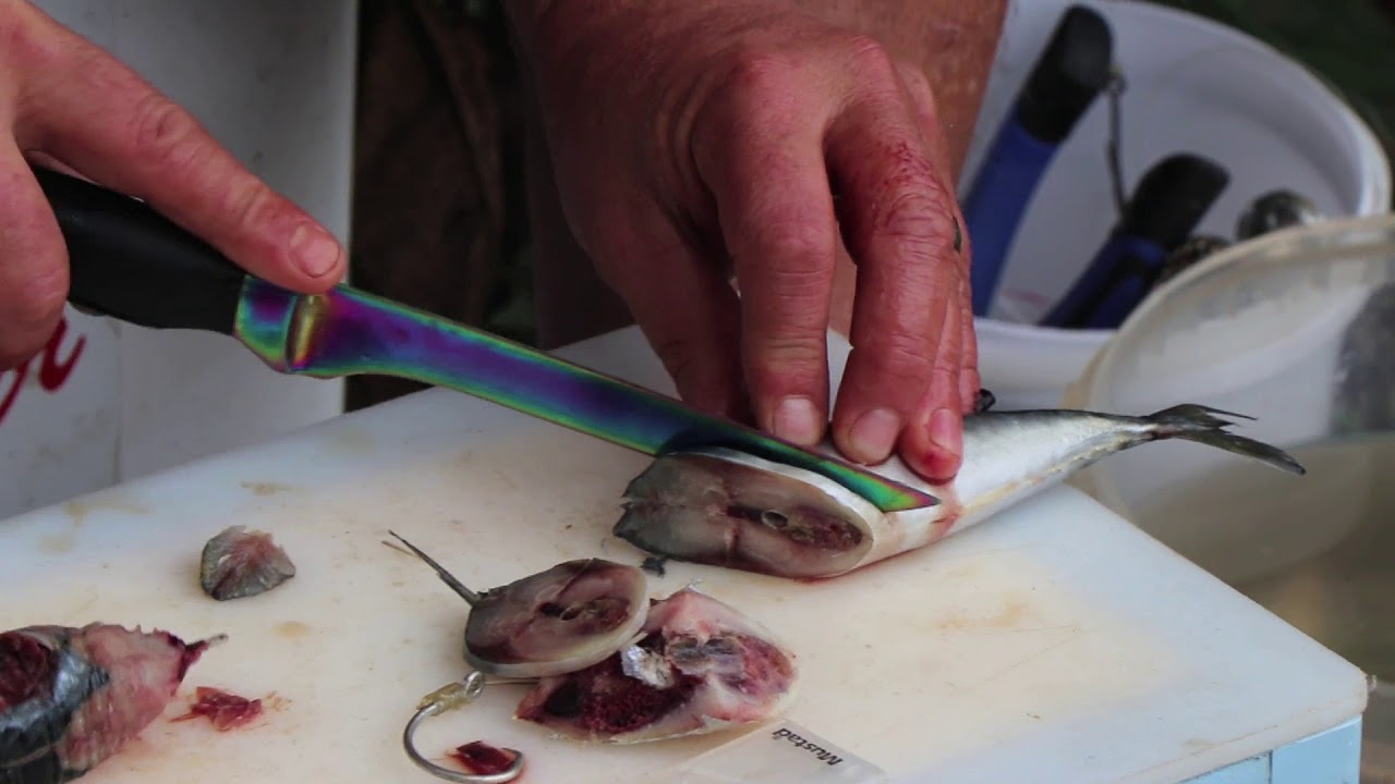 BAITS - My favourite flat fish bait that cast a mile