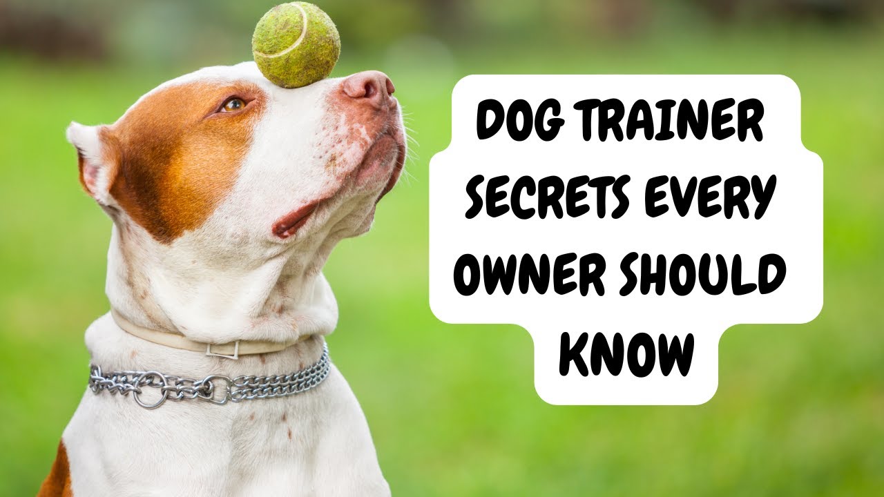 Dog Trainer's Secrets Every Owner Should Know