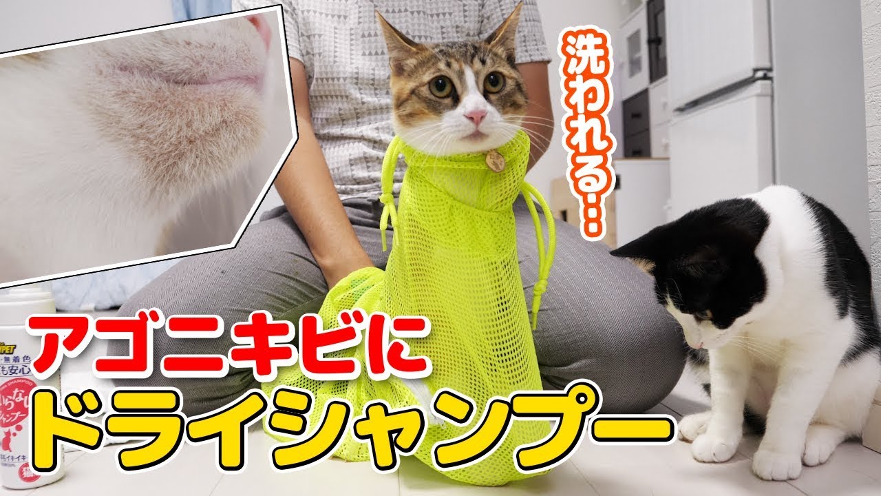 猫のアゴニキビ対策にドライシャンプー。手軽で意外と汚れも取れていいかも