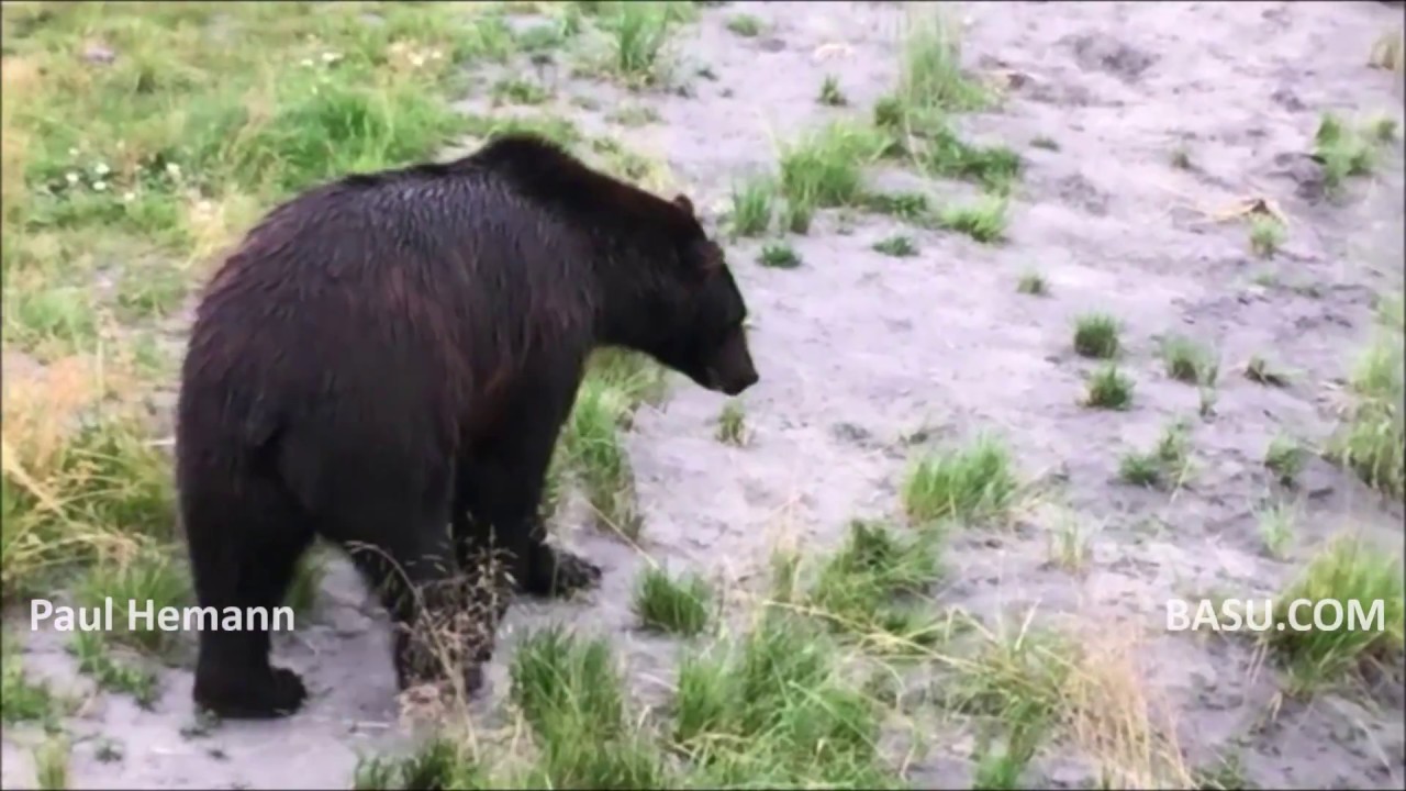 eAlarm from BASU.COM | Paul Hemann