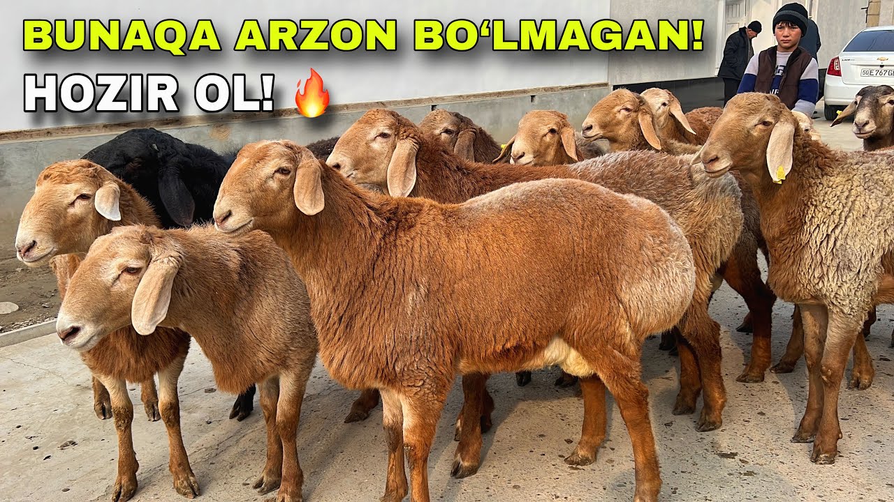 😱 11–12 OYLIK XISORI QOCHQORLAR — NARX ARZONLADI!