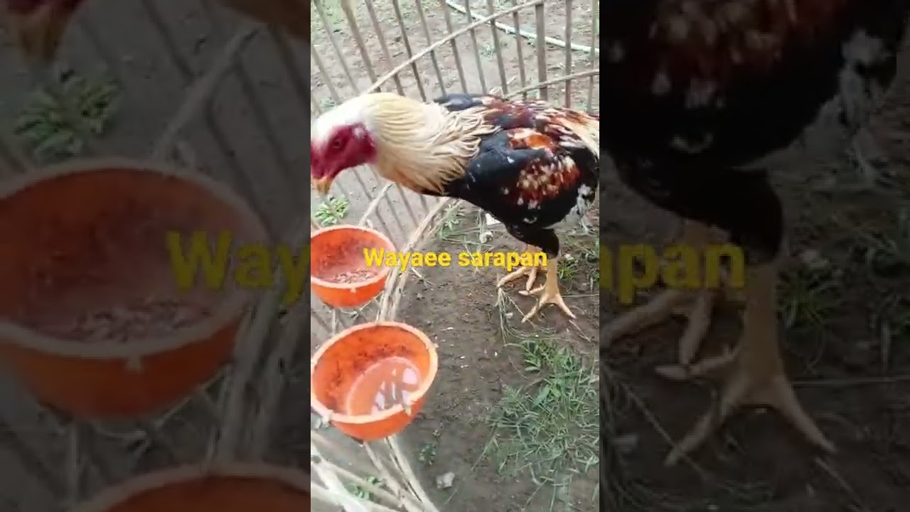 penikmat proses 