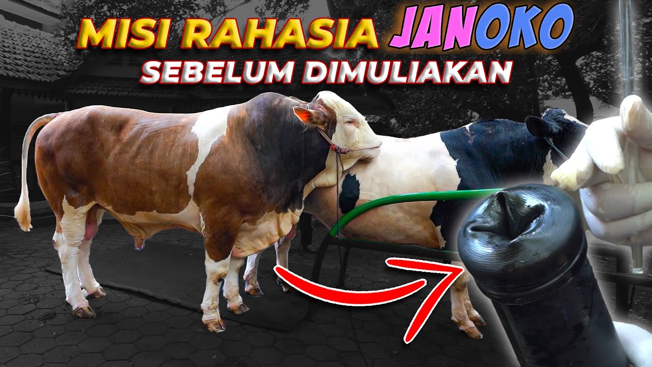 TERNYATA Sperm4 JANOKO Sudah Diambil Sebelum Hari Besarnya!