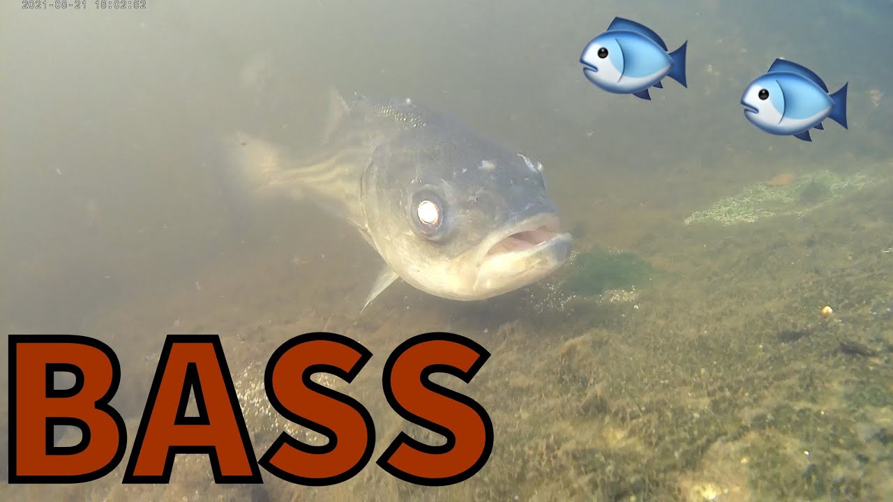 Striped Bass Hunting Menhaden in the Inner Harbor! Fish popping out of the water!!