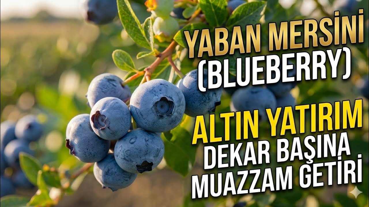 Yaban Mersini(Blueberry) Yatırımı Karlı mı? | Dekara Maliyet, Geri Dönüş ve Üretim Püf Noktaları