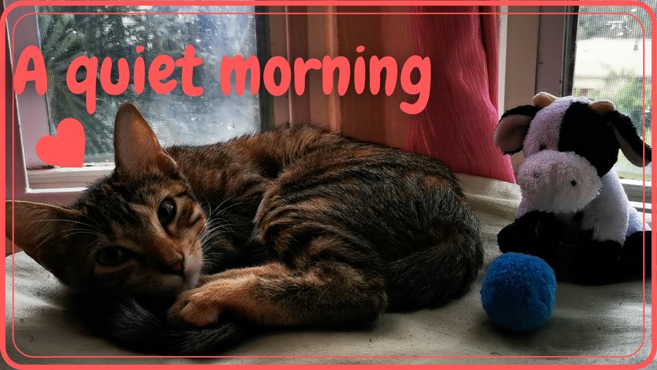 RELAX | A quiet morning with Sunny the Cat [Relax, Study, Sleep, Meditate, Work]
