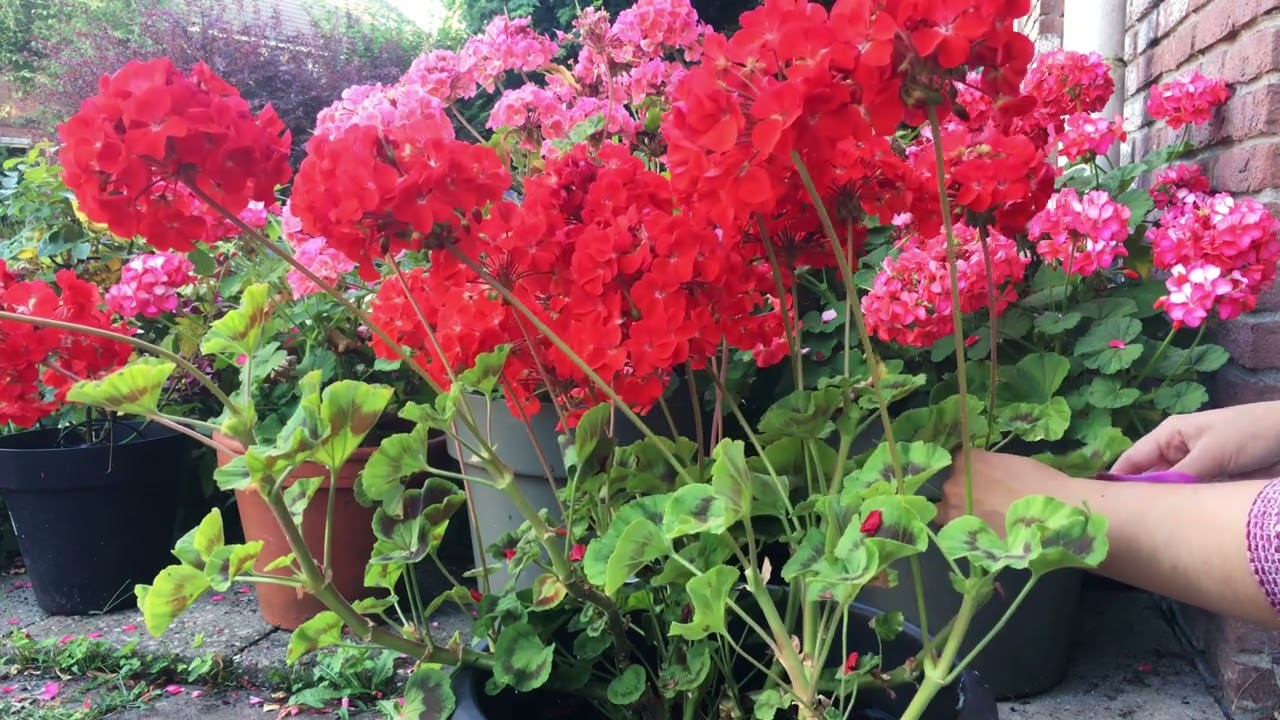 Geraniums snoeien: zo bloeien ze de hele zomer door