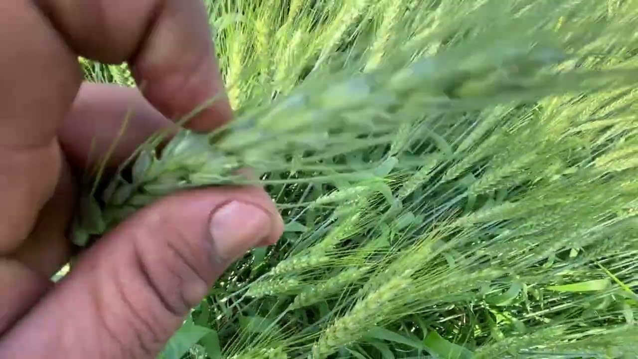 DBW 327 ਕਣਕ ਨਿਸਰਨ ਤੇ ਪਾਣੀ ਪ੍ਰਬੰਧਨ ਅਤੇ ਸੰਭਾਲ 👌👌#viral #vlog #myfirstvlogviral#punjabi #youtubevideo 