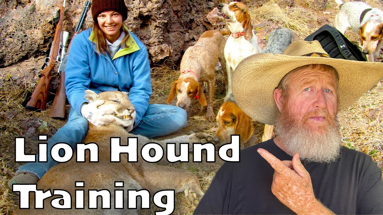 Training young Lion hounds ... Dave Carlson