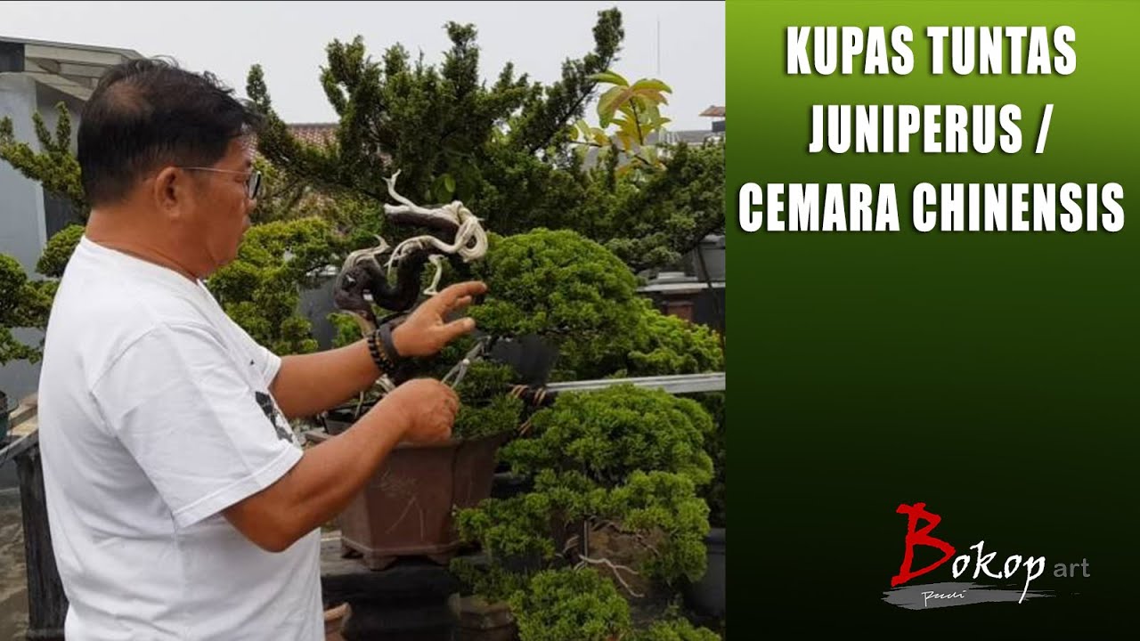 KUPAS TUNTAS JUNIPERUS / CEMARA CHINENSIS