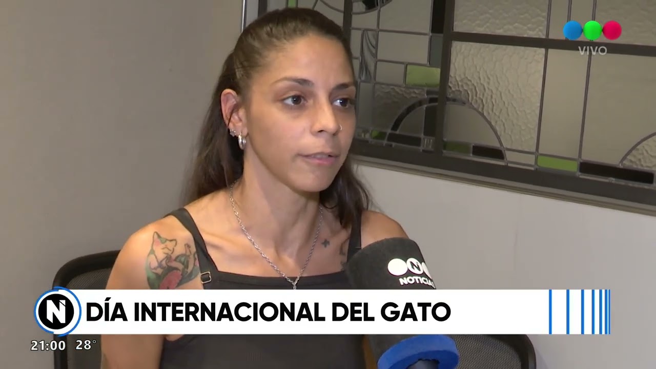 Día internacional del gato: los motivos de la fecha