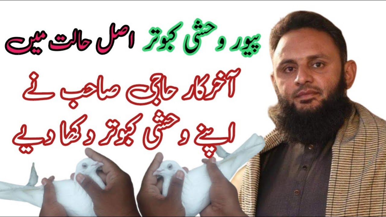 washi pigeons high flyer breed - Sialkoti Washi Kabootar || Pigeons Name
