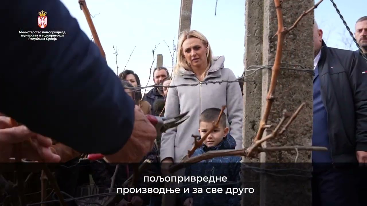 Обилазак виноградa Лесковац, Богојевце