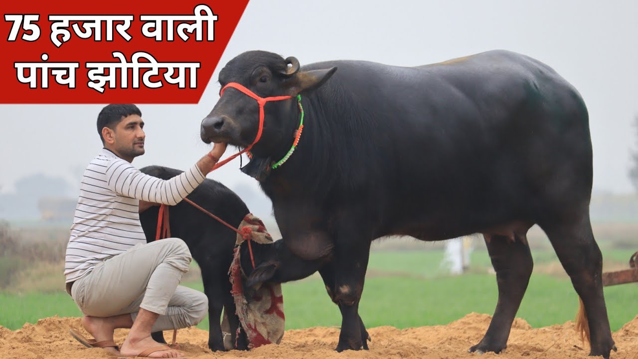 75 हजार में ताजा पहलन झोटी || Kisan Dairy Farm, Rohtak (9416070111)