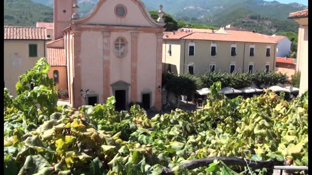 Giganti Verdi dell'Isola d'Elba - La Vite di Marciana Marina