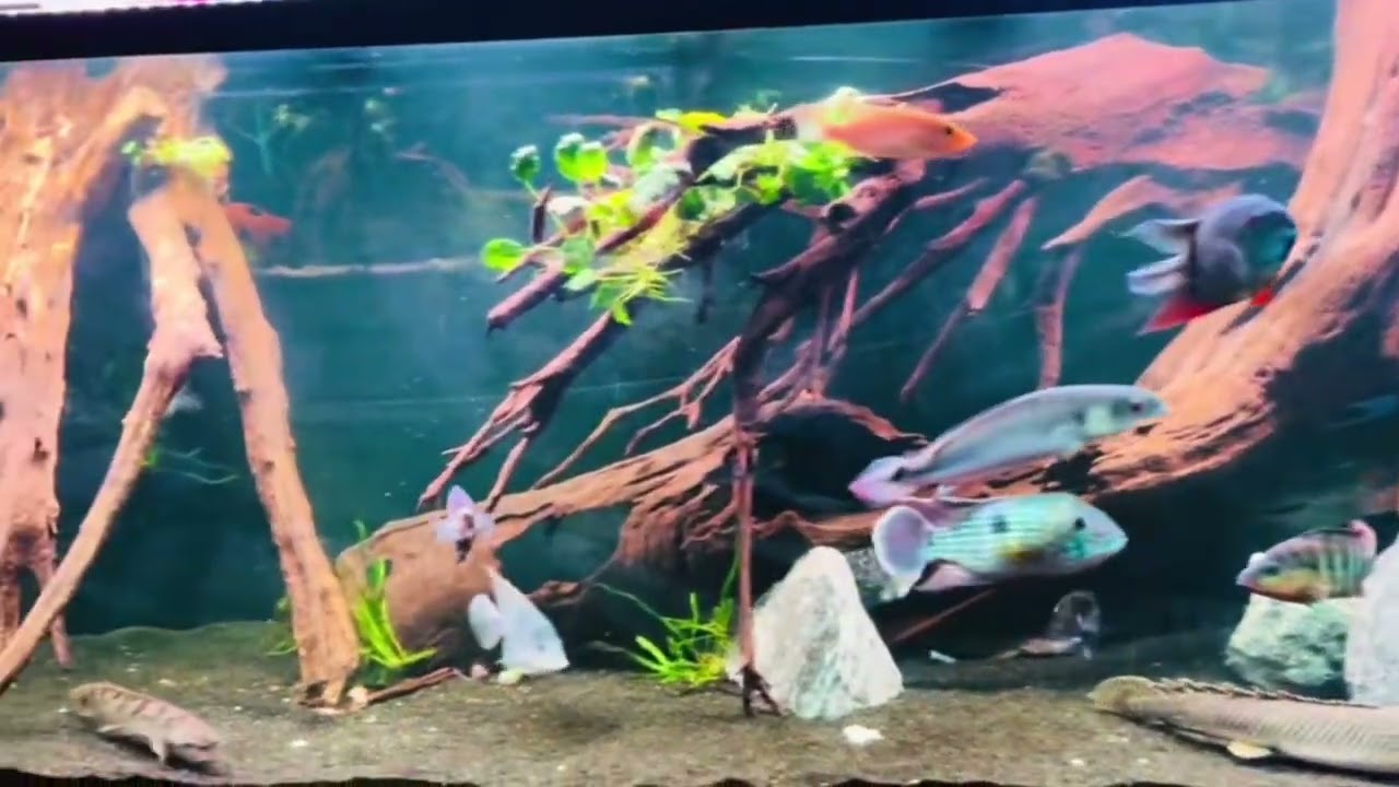 The Fishroom 2026 tour 