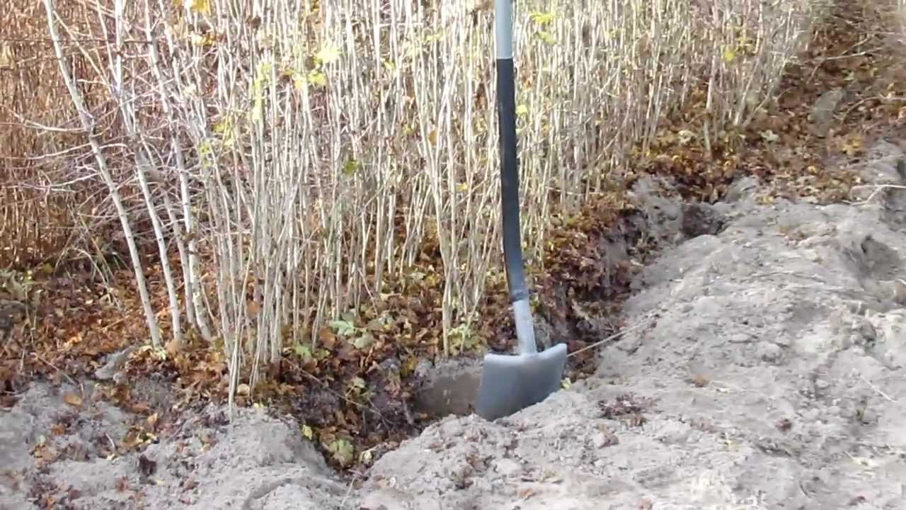 Gł&oacute;g jednoszyjkowy.Duże sadzonki, kolczasty obronny żywopłot.