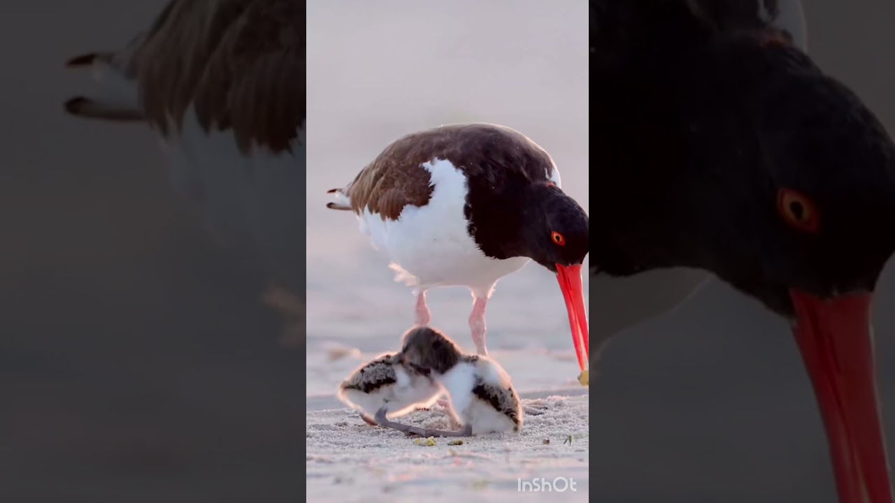 The lovely pair of water bird #waterbirds