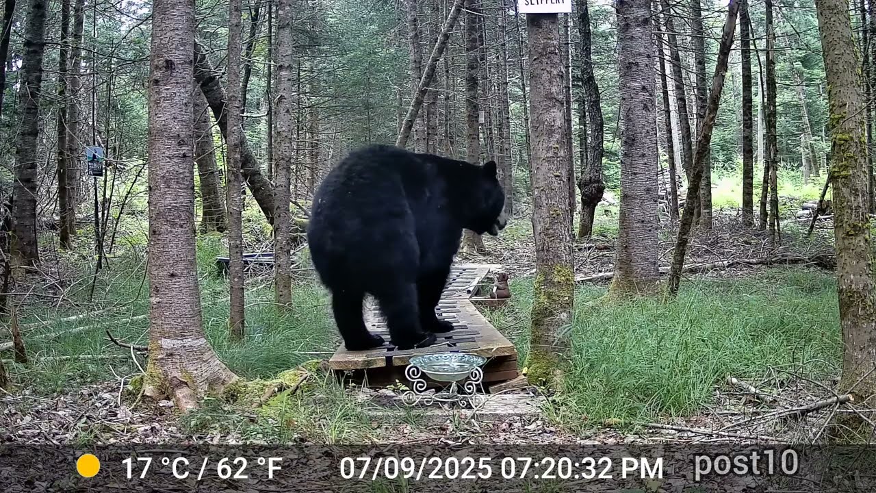 Animals Swarm My Forest Water Bowl During Extreme Drought 
