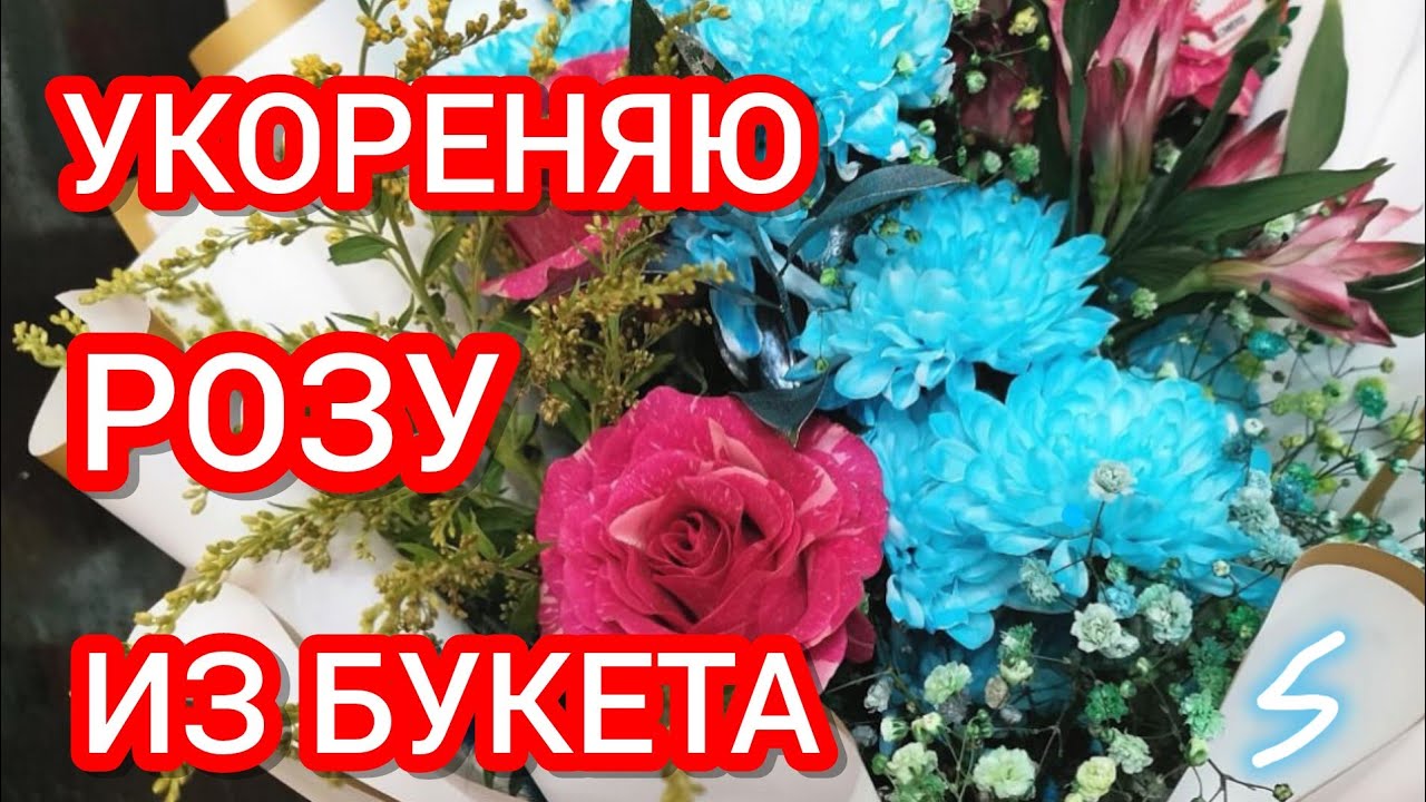 🌹ЧЕРЕНКОВАНИЕ РОЗ ИЗ БУКЕТА Видео 1 Поставила черенки на укоренение 25 февраля Эксперимент