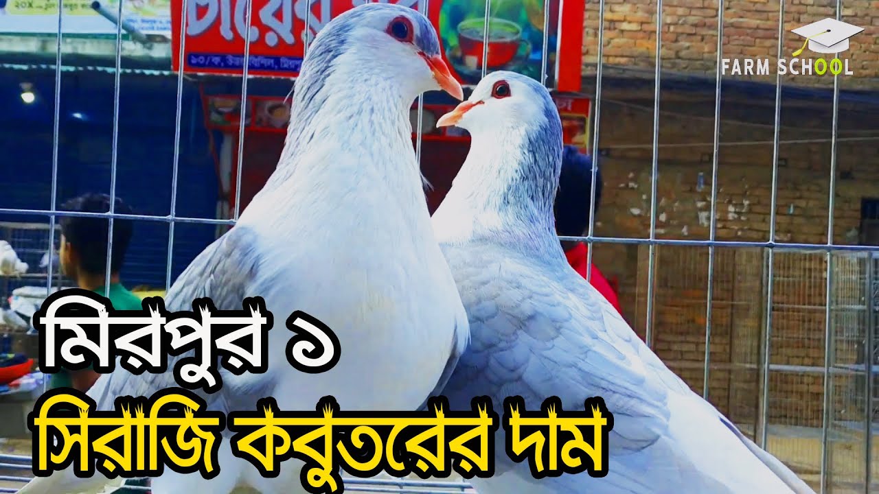 কম দামে সিরাজি কবুতর কিনুন হাট থেকে | সিরাজি কবুতরের দাম | লাহোরি সিরাজি | Siraji Pigeon Price In BD