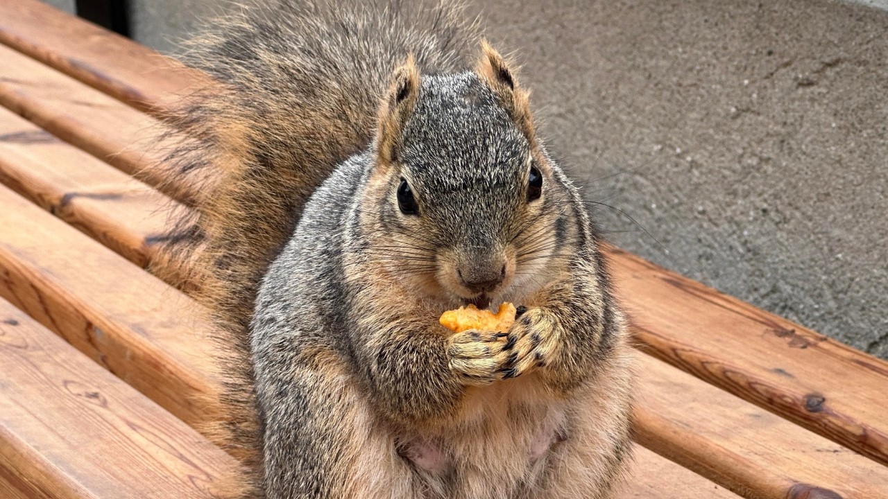 Rescued Squirrel Brings Her Babies to the Woman Who Saved Her Life