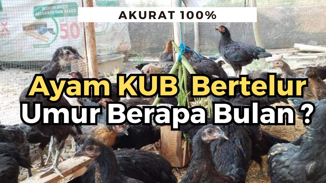 Ayam KUB Bertelur Umur Berapa? Ulas Secara Akurat dan Lengkap