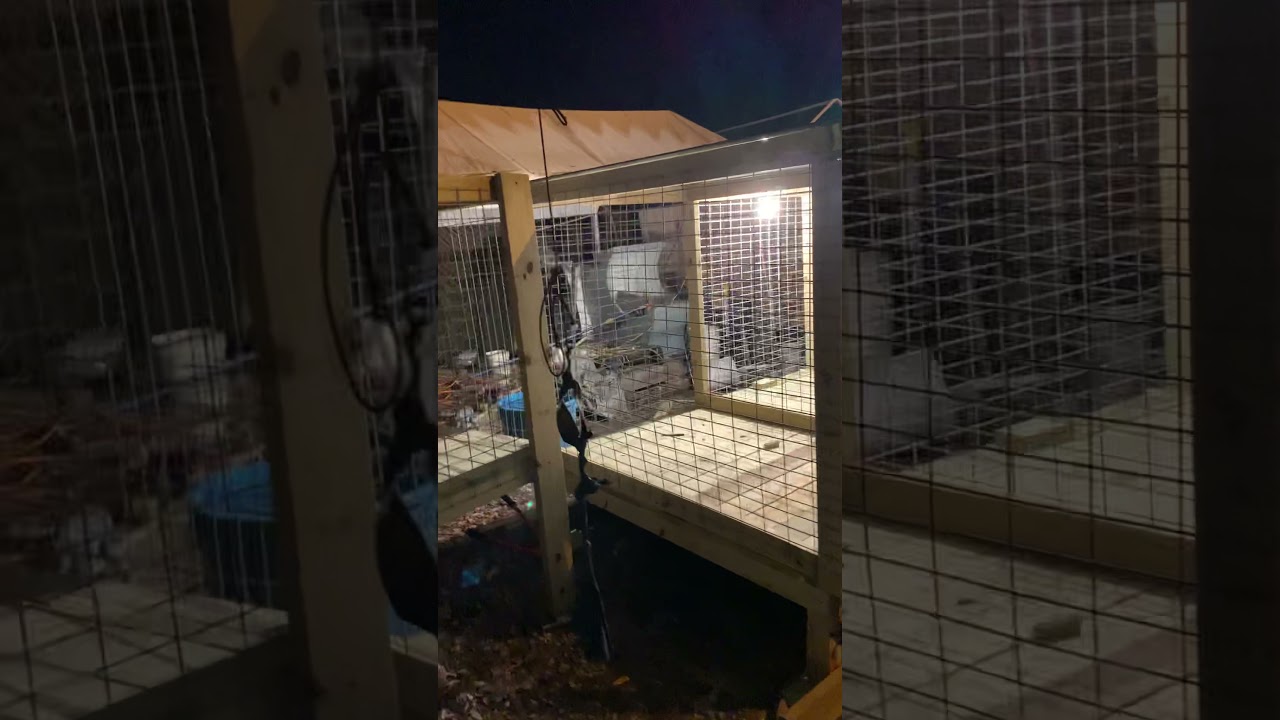 Custom 4x6x5 3 bay dog kennel!