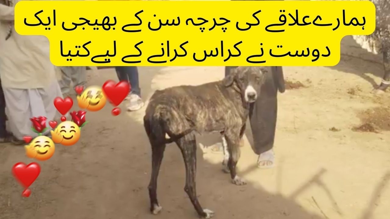 Well-Trained Bulldogs & Beautiful Cattle #dog #bulldog #punjabi #cow #vlog #pets