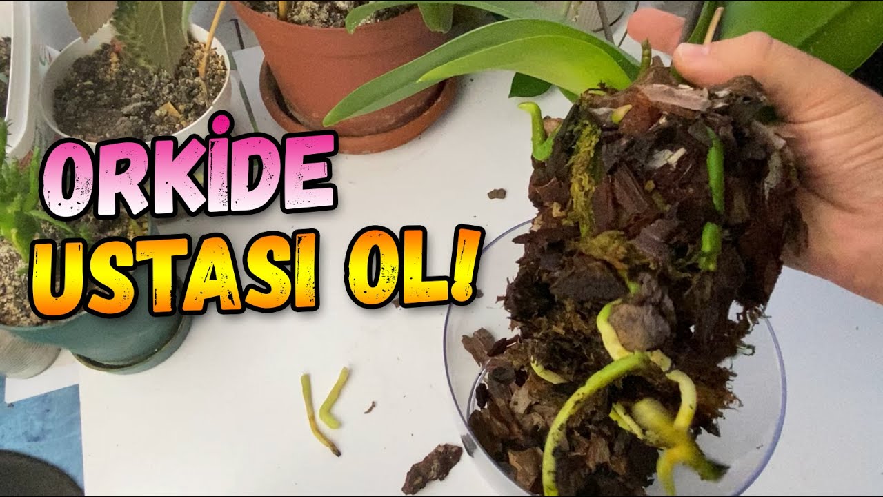 Orkideye Bakmak Artık &Ccedil;ok Kolay !