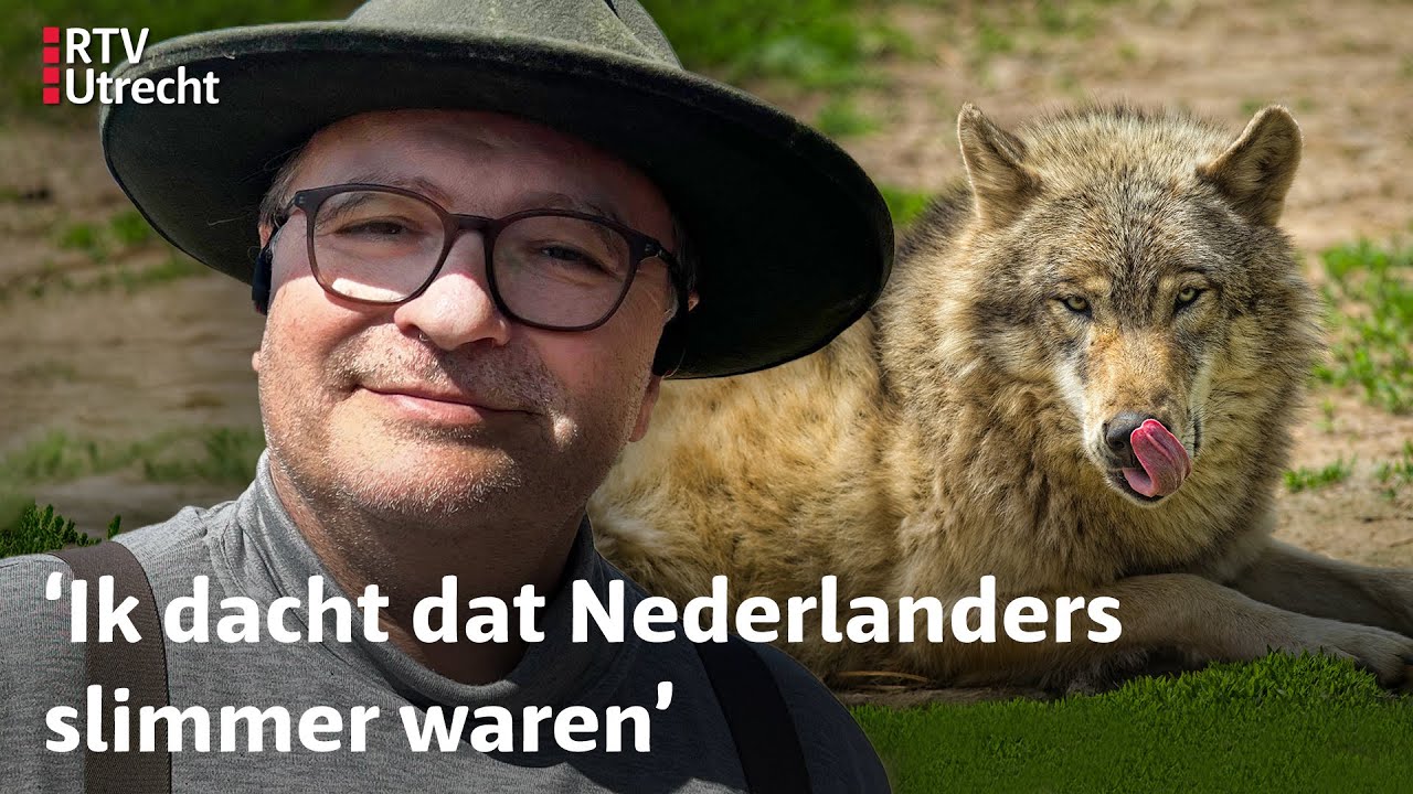 Dit kunnen wij volgens Duitsers leren over de wolf | RTV Utrecht