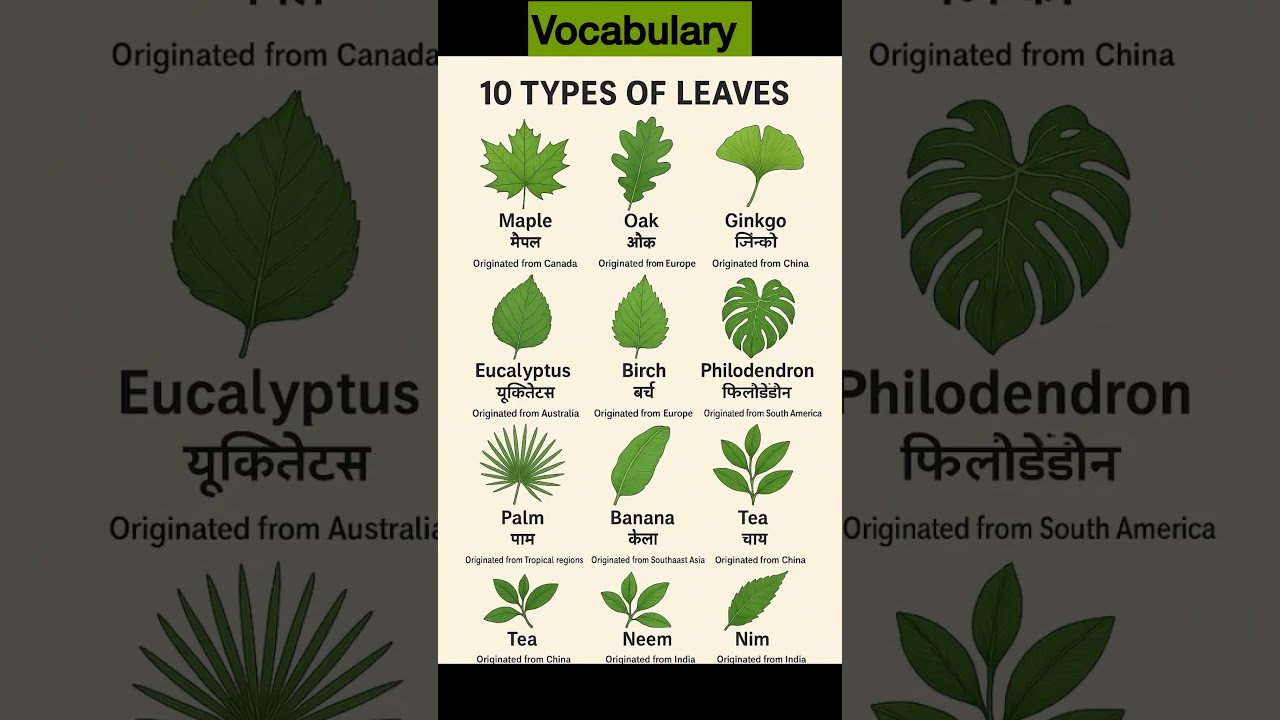 10 types of Leaves #dailywords #englishvocabulary #words #vocabulary #leaves