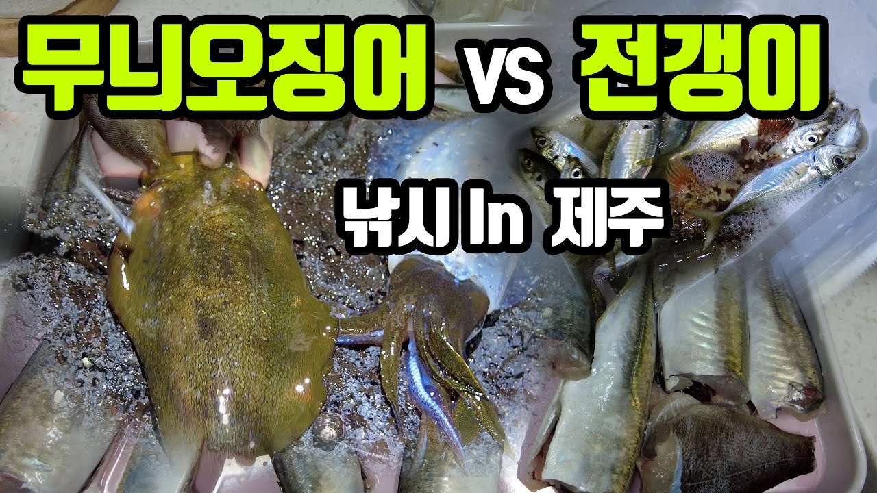 제주도 무늬오징어 & 전갱이 낚시 | 초보만 보셔요