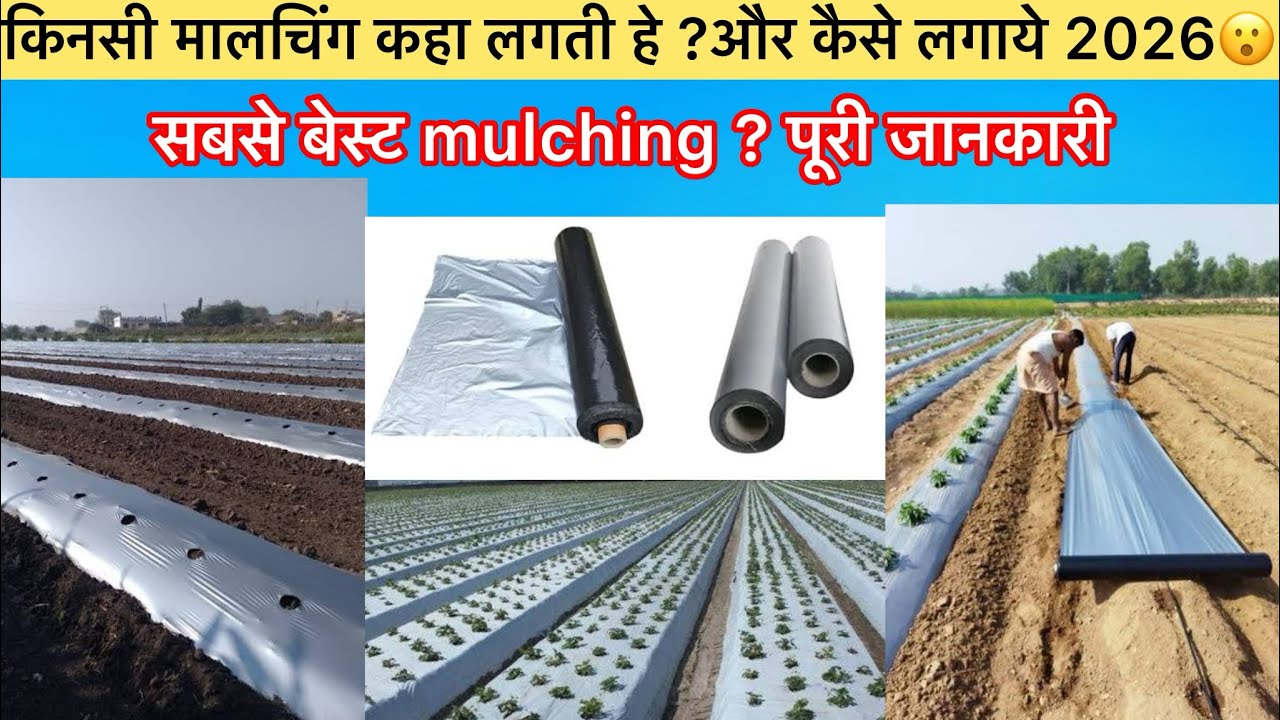 मलचिंग कैसे लगाये पूरी जानकारी | कौनसी फसल में कौनसी मलचिंग लगानी चाहिए | mulching best price 🔥