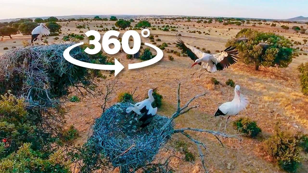 🔴 CIGÜEÑAS visión inmersiva 360º VR 8K | Decenas de NIDOS