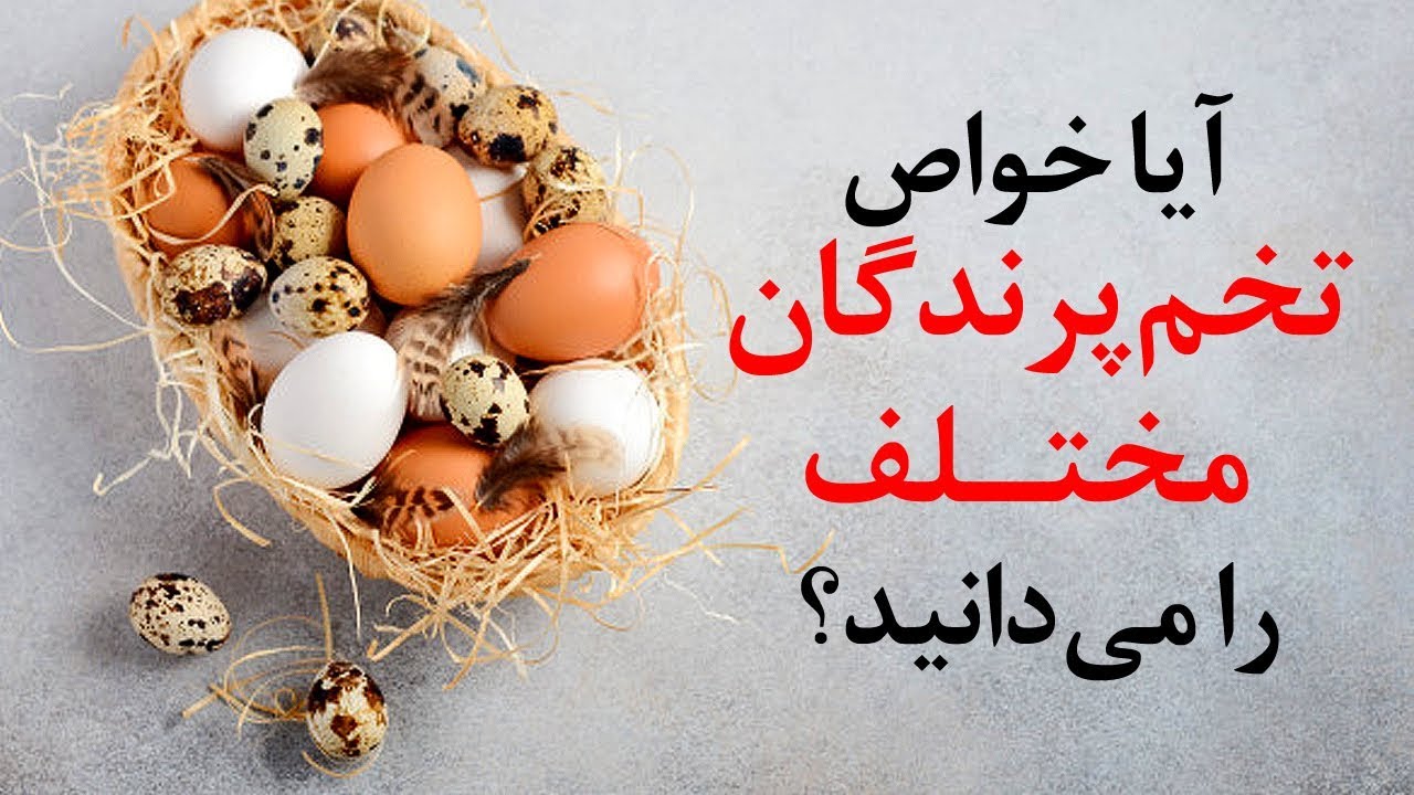 آیا خواص تخم پرندگان مختلف را می دانید؟؟